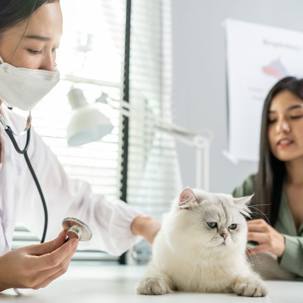 asian-veterinarian-examine-cat-during-appointment-2021-12-09-17-51-09-utc.jpg