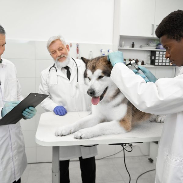 veterinarians-working-with-animals-in-veterinary-c-2021-12-09-15-06-57-utc-1.jpg